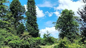 Un jardin bien entretenu, agrémenté de divers arbres et de haies taillées avec soin.
