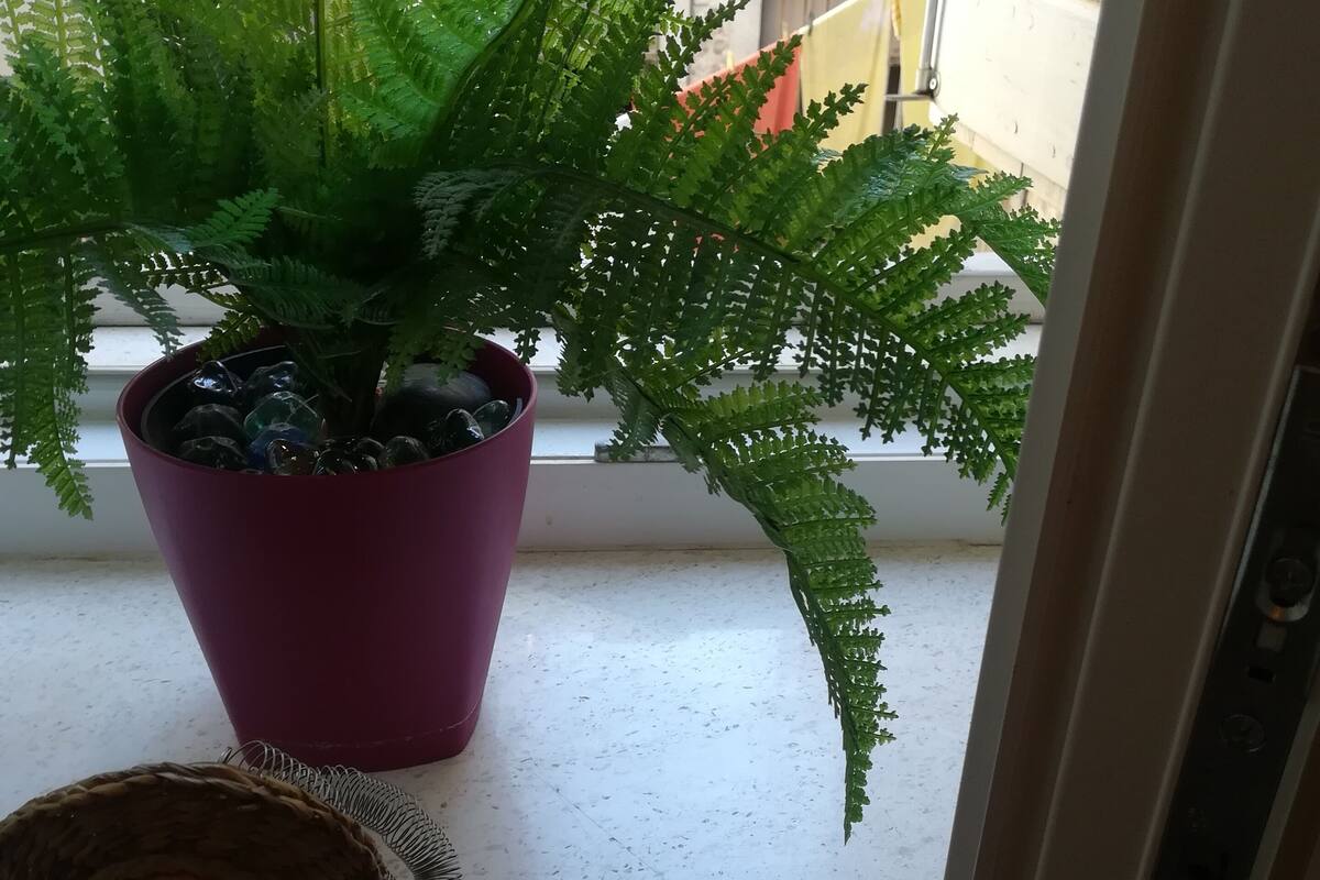 Una planta de helecho en maceta sobre un alféizar con una muñeca vestida de lunares.