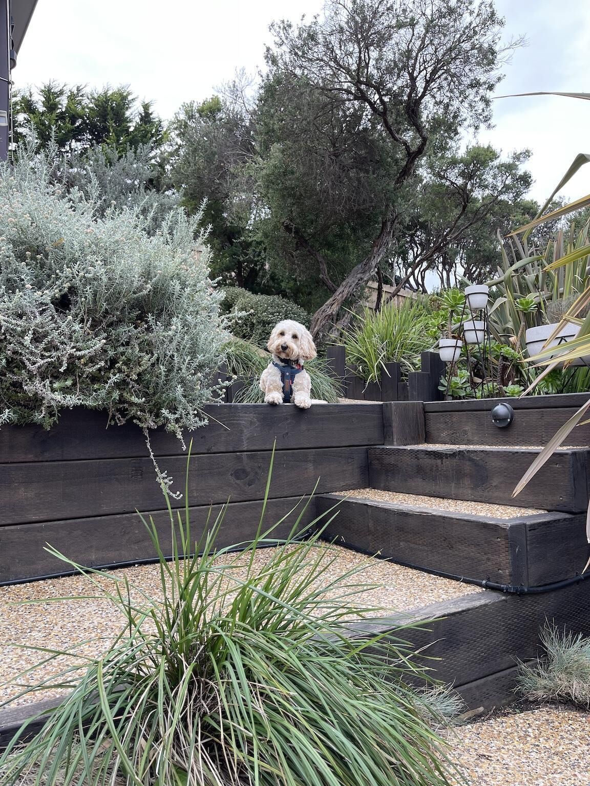A dog sitting on a wooden bench in a garden with various plants and trees.