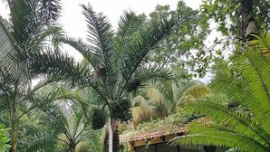 A lush garden with a swimming pool, palm trees, and a small building with large windows.