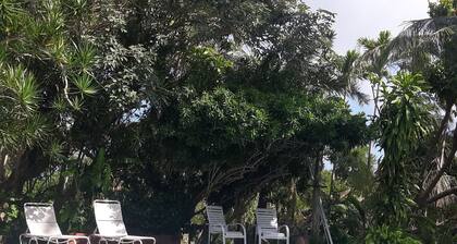 Wunderbares B & B Gemütliches BungalowStudio Das Hotel liegt im Cancun Jungle 7Km vom Flughafen entfernt