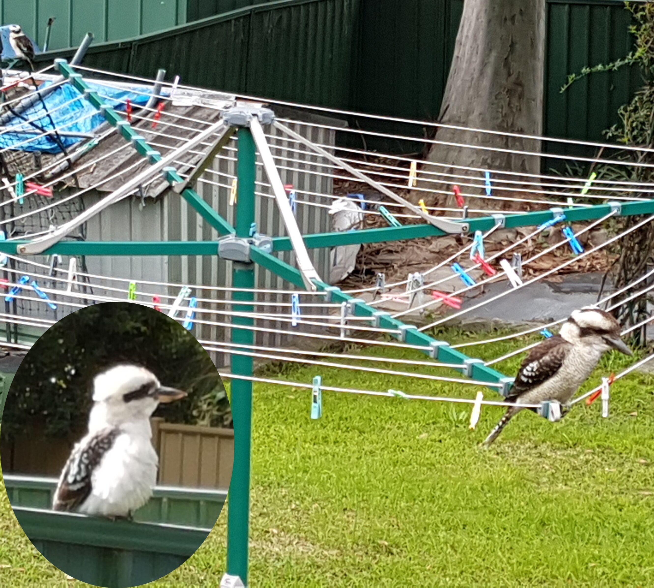 The Tardis2 - Huge Leafy Balcony BBQ — image 2