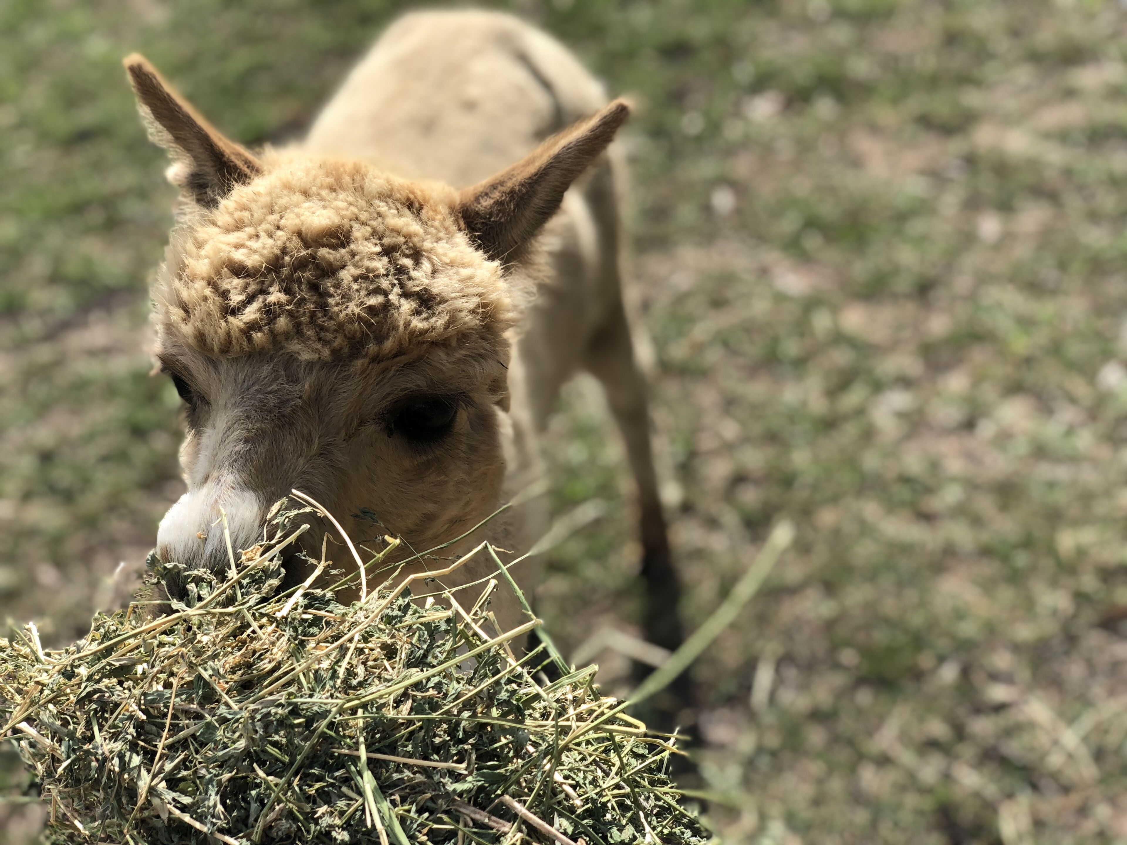 Luxury self-contained homestead and a farm full of beauty and adventure — image 27