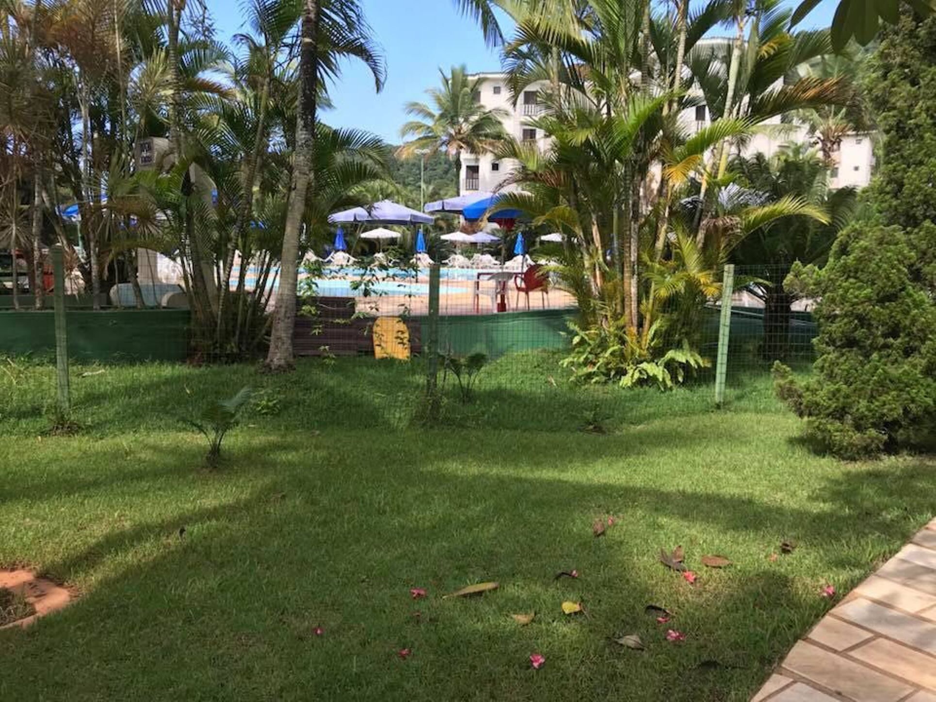 A pool area with umbrellas, palm trees, and a fenced pool.