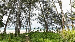 A pathway leading to a beach with palm trees and dense foliage. - Nikatara Two - 2/24 Donkin Lane - Mission Beach (Mission Beach)