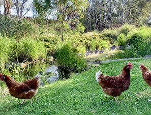 Property grounds - Ideal location to explore historic Strathalbyn, Wineries, good food and scenery (Strathalbyn)