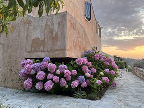Property grounds - Villa AUTHENTICA Lopud Island Dubrovnik (Lopud)