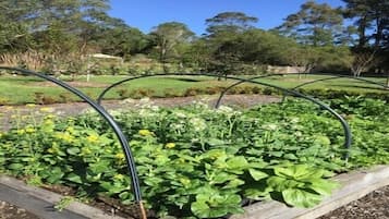 Stroll through the serene garden, surrounded by lush plants and vibrant flowers.