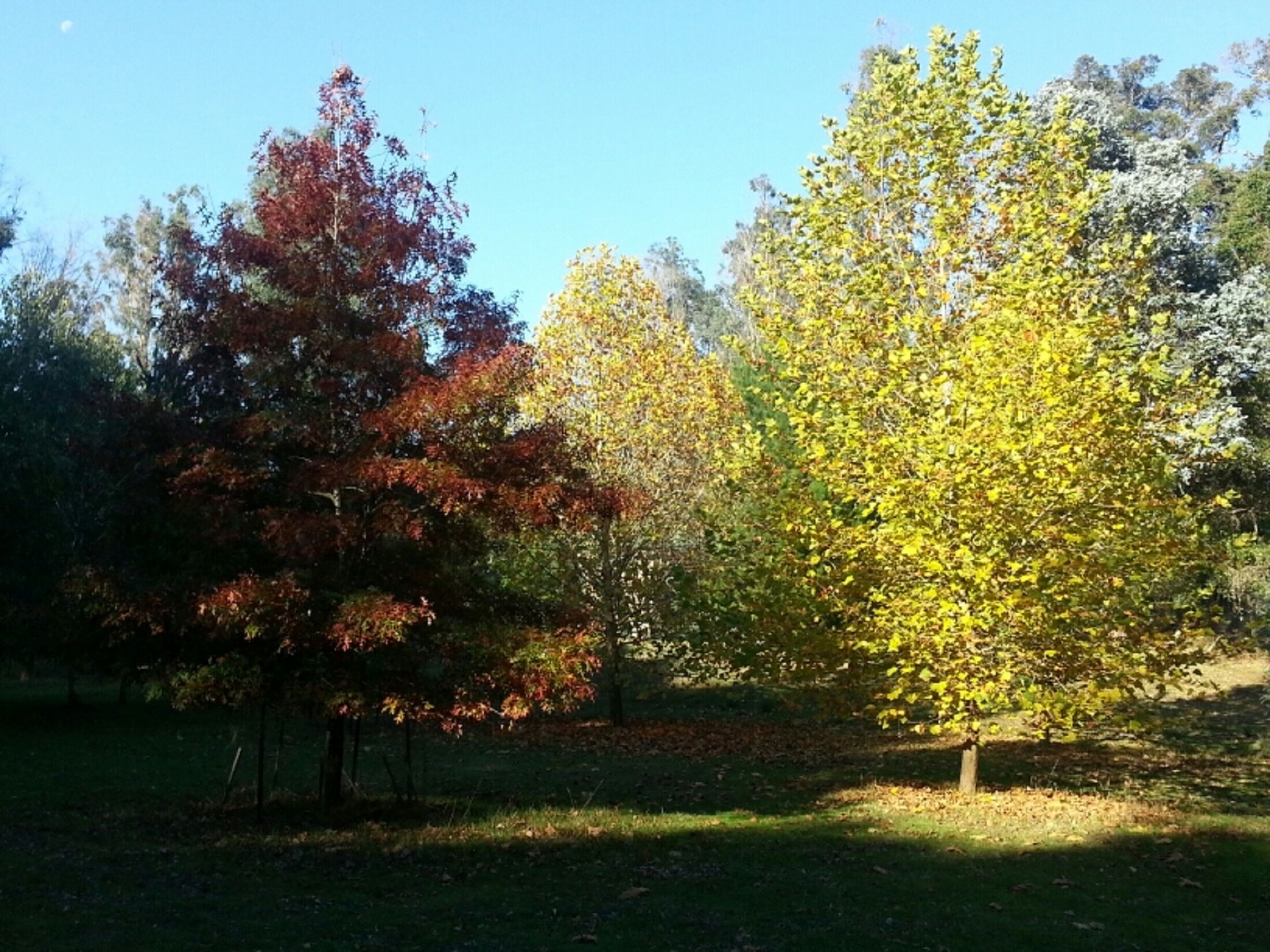 Quaint Gumnut Cottage - isolated and private for one couple.
