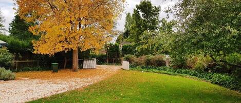 A garden with a large tree with yellow leaves, a gravel path, and a grassy area.