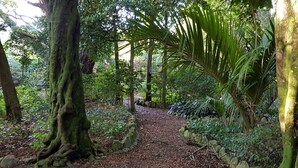 A forest path surrounded by large trees and dense foliage. - Rustic cabin & large kitchen block nestled in a native garden. (Western Lake, Featherson)