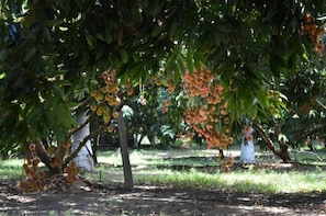 A tree with numerous fruits hanging from its branches.