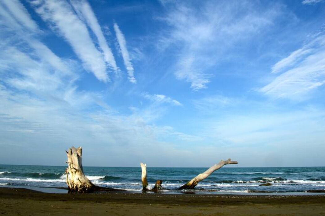 Une plage avec des morceaux de bois flotté et l’océan.