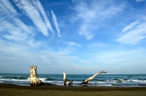 A beach with driftwood and the ocean.