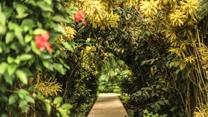 A pathway flanked by dense foliage and flowering plants, leading through a lush garden area. - Great second floor condo with pool view- Best location in Jaco beach (Jaco)