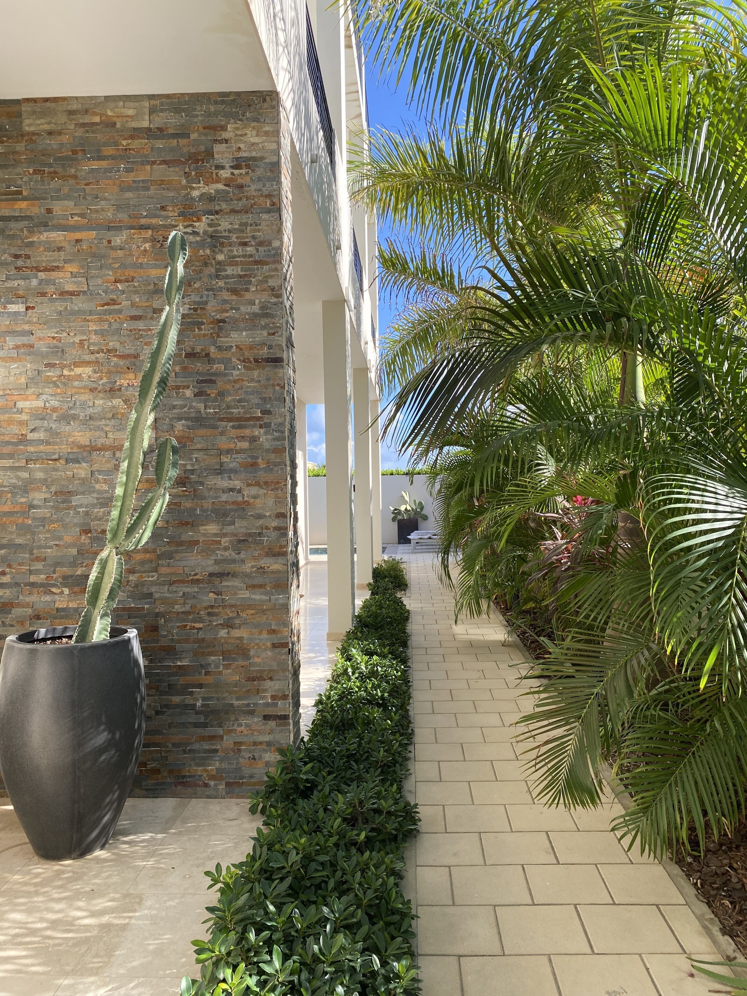 A pathway lined with a cactus, a palm tree, and a hedge.