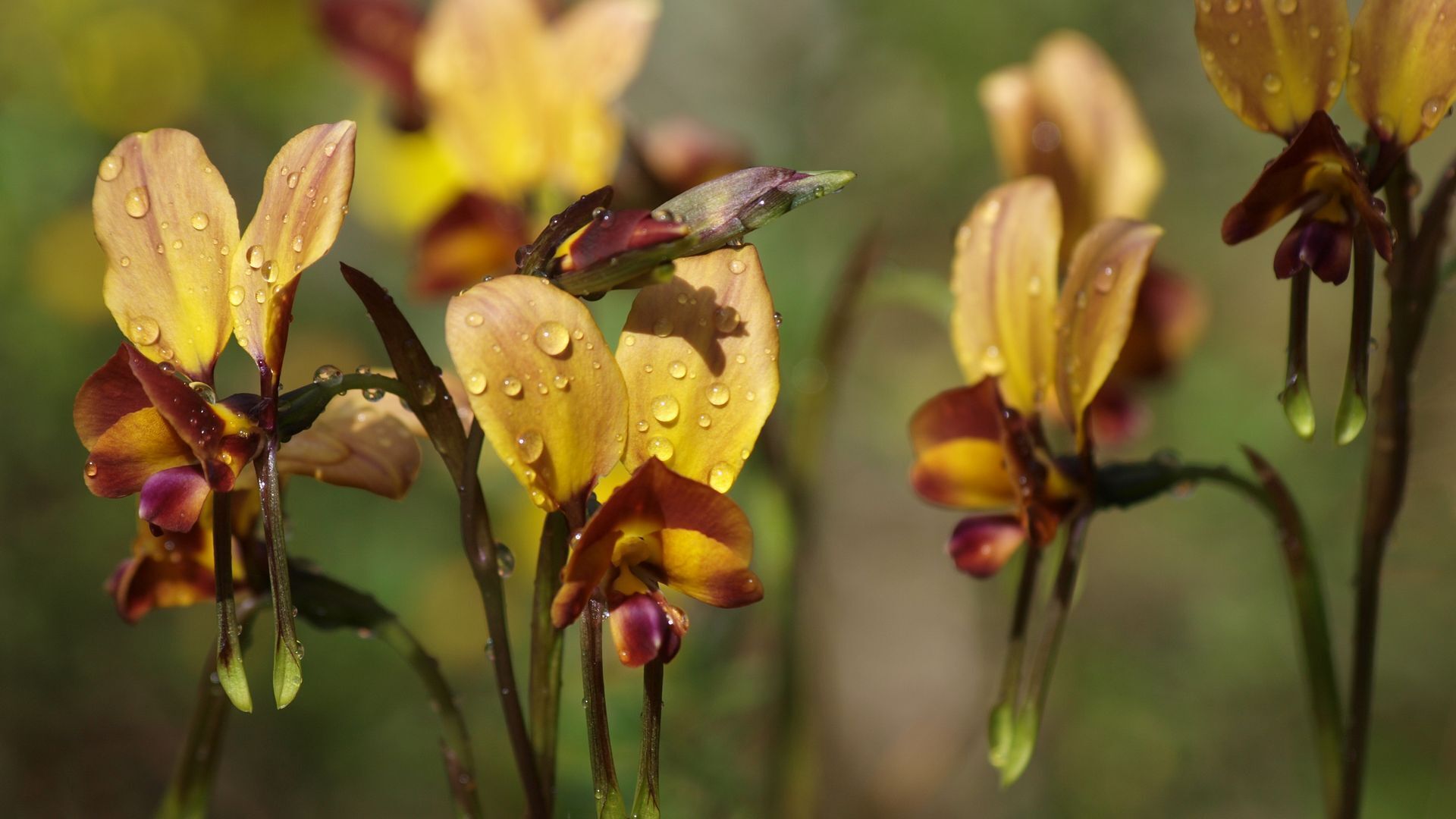 Orchid House - treetop views close to beach — image 16