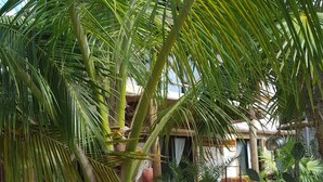 En palme i en have med en pool og en bygning i baggrunden.