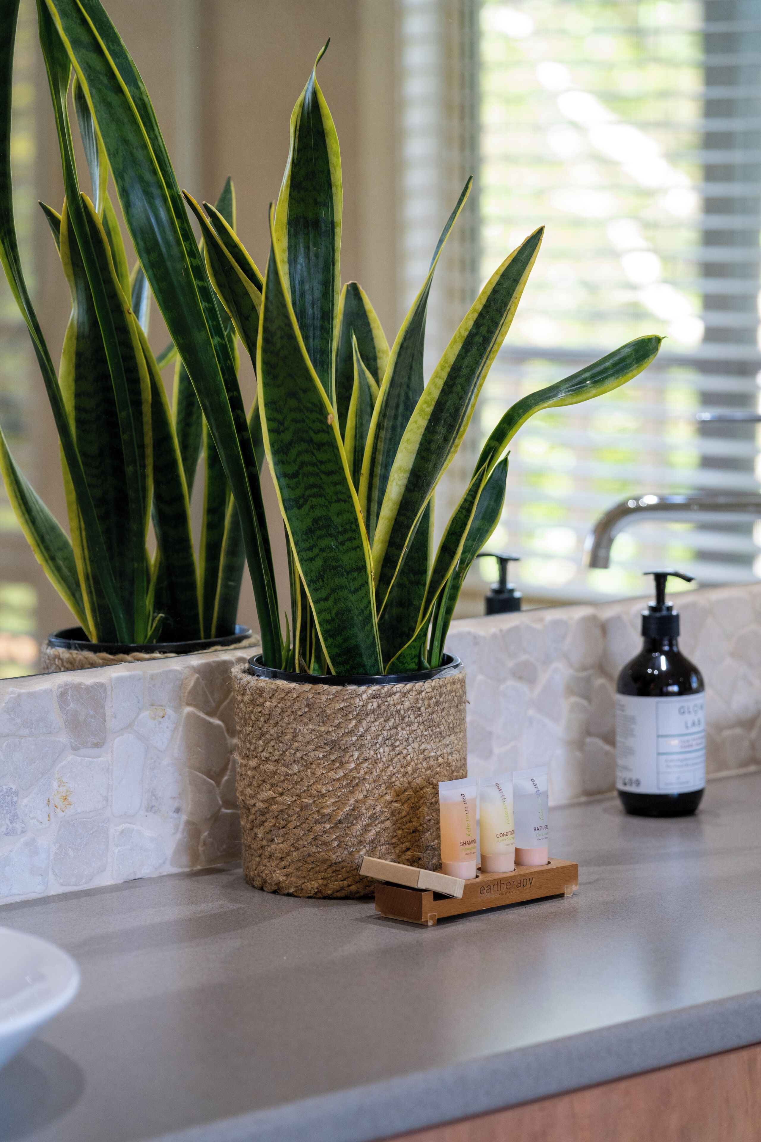 Un plan de travail de cuisine avec une plante en pot, un distributeur de savon et un flacon de lotion.
