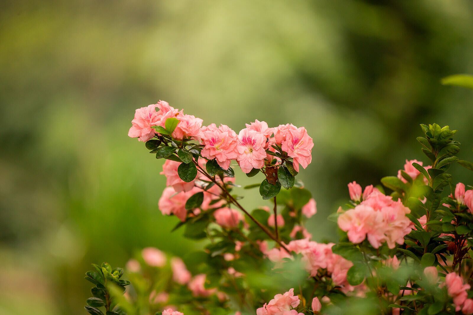 Garden Suite - Peaceful Getaway — image 12