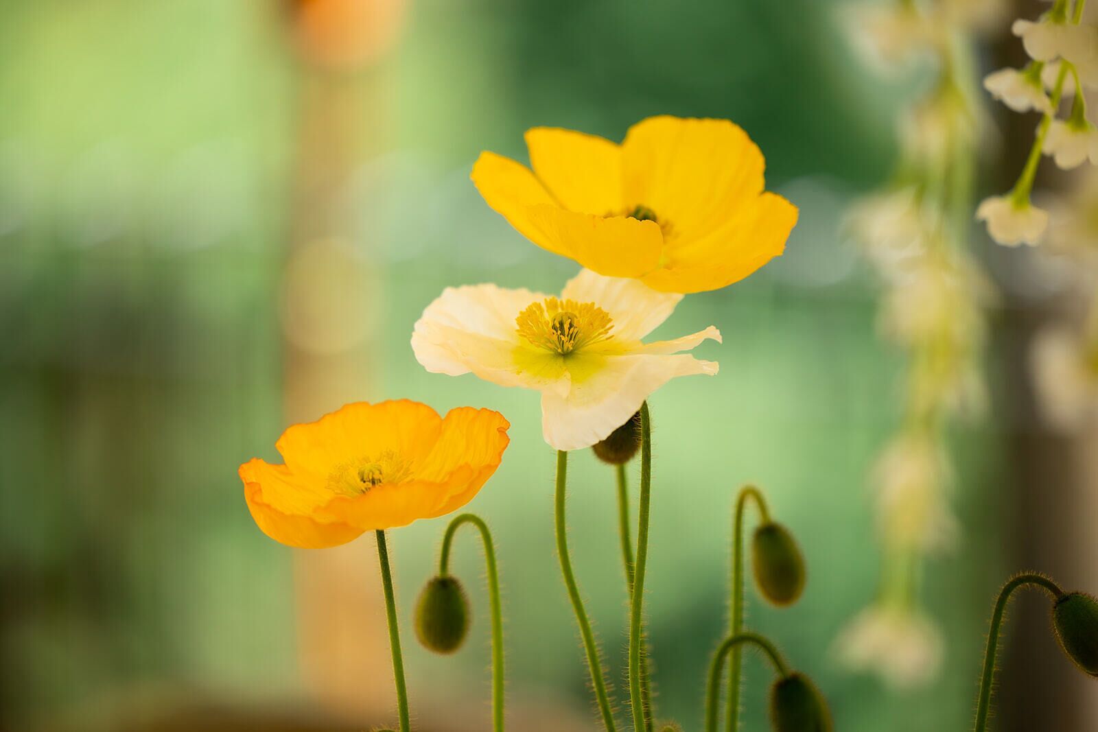 Garden Suite - Peaceful Getaway — image 14