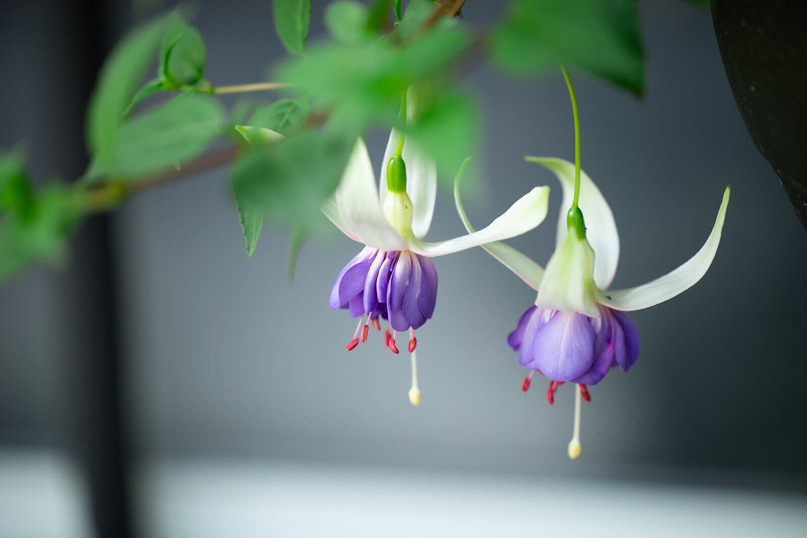 Garden Suite - Peaceful Getaway — image 4