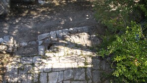 Ein gepflasterter Weg mit Ziegelbordurand, umgeben von Grünpflanzen.