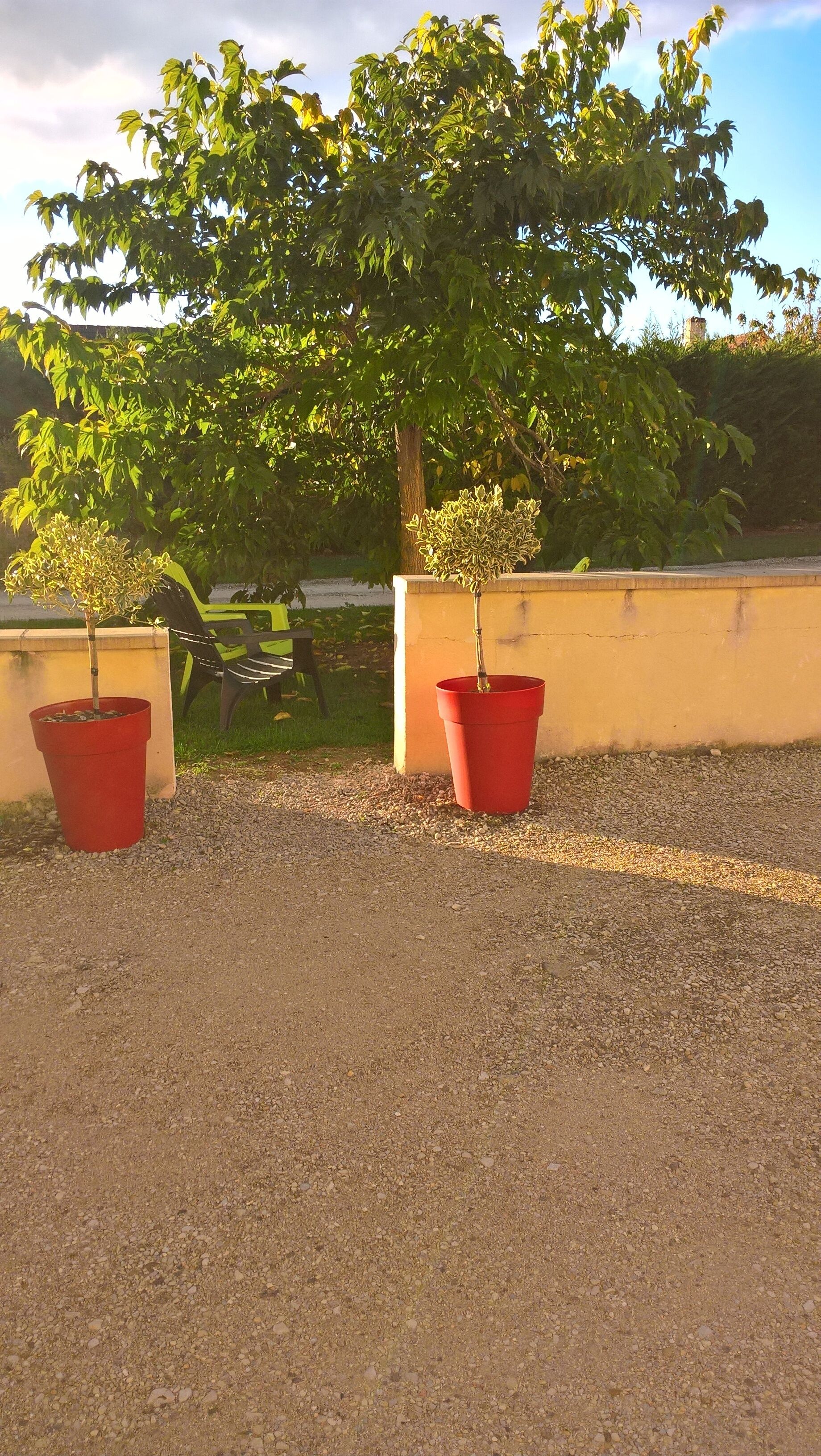 Two potted trees in red containers on a gravel surface.