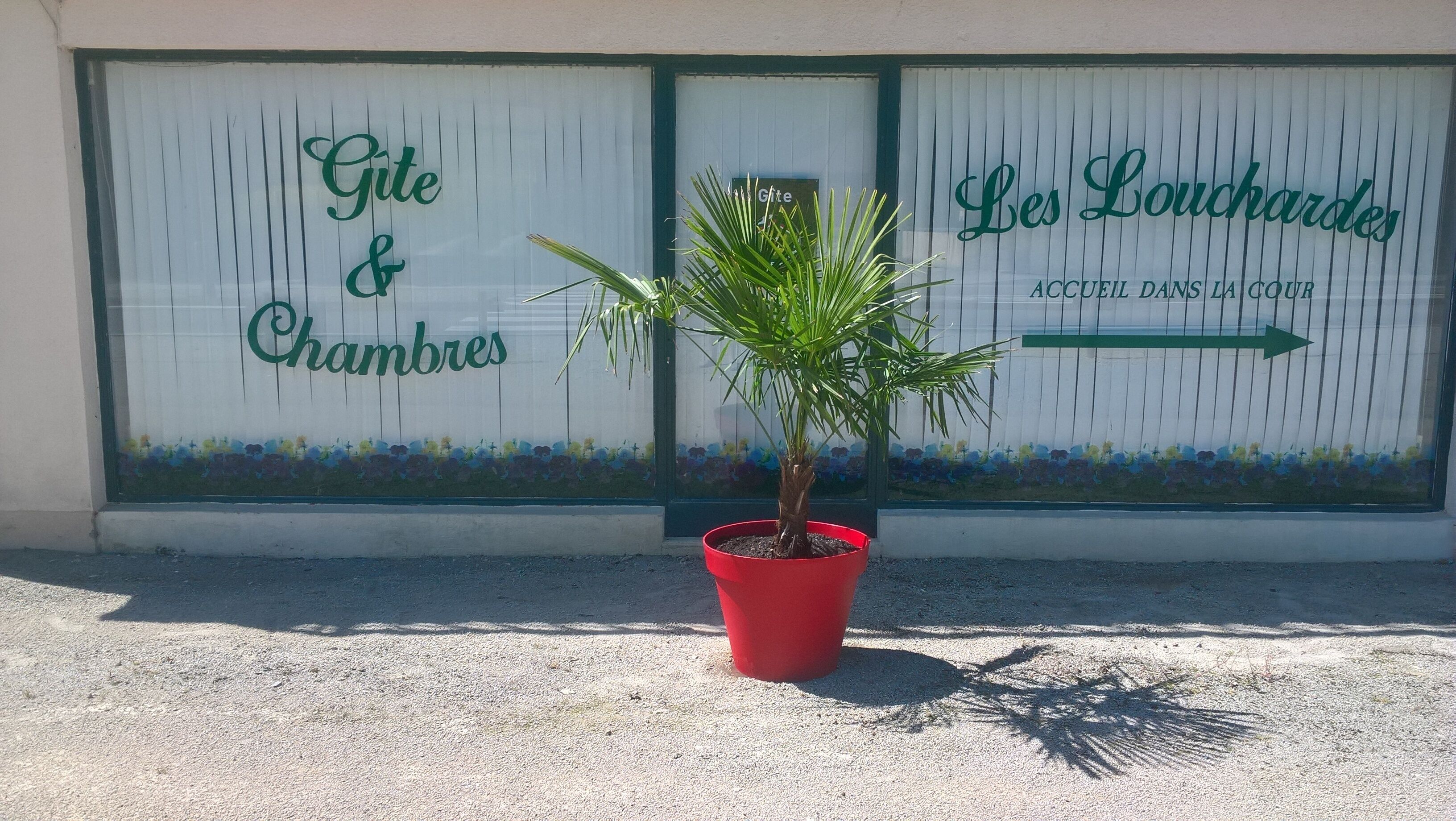 A potted palm tree in front of a building with signage reading "Gite & Chambres" and "Les Louchardes."