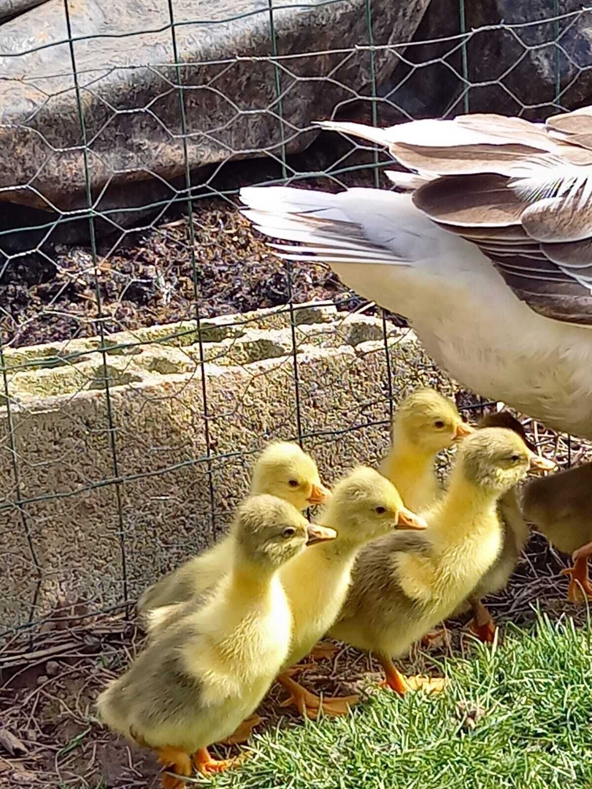 Un grupo de patitos cerca de una valla de alambre con un muro de piedra al fondo.