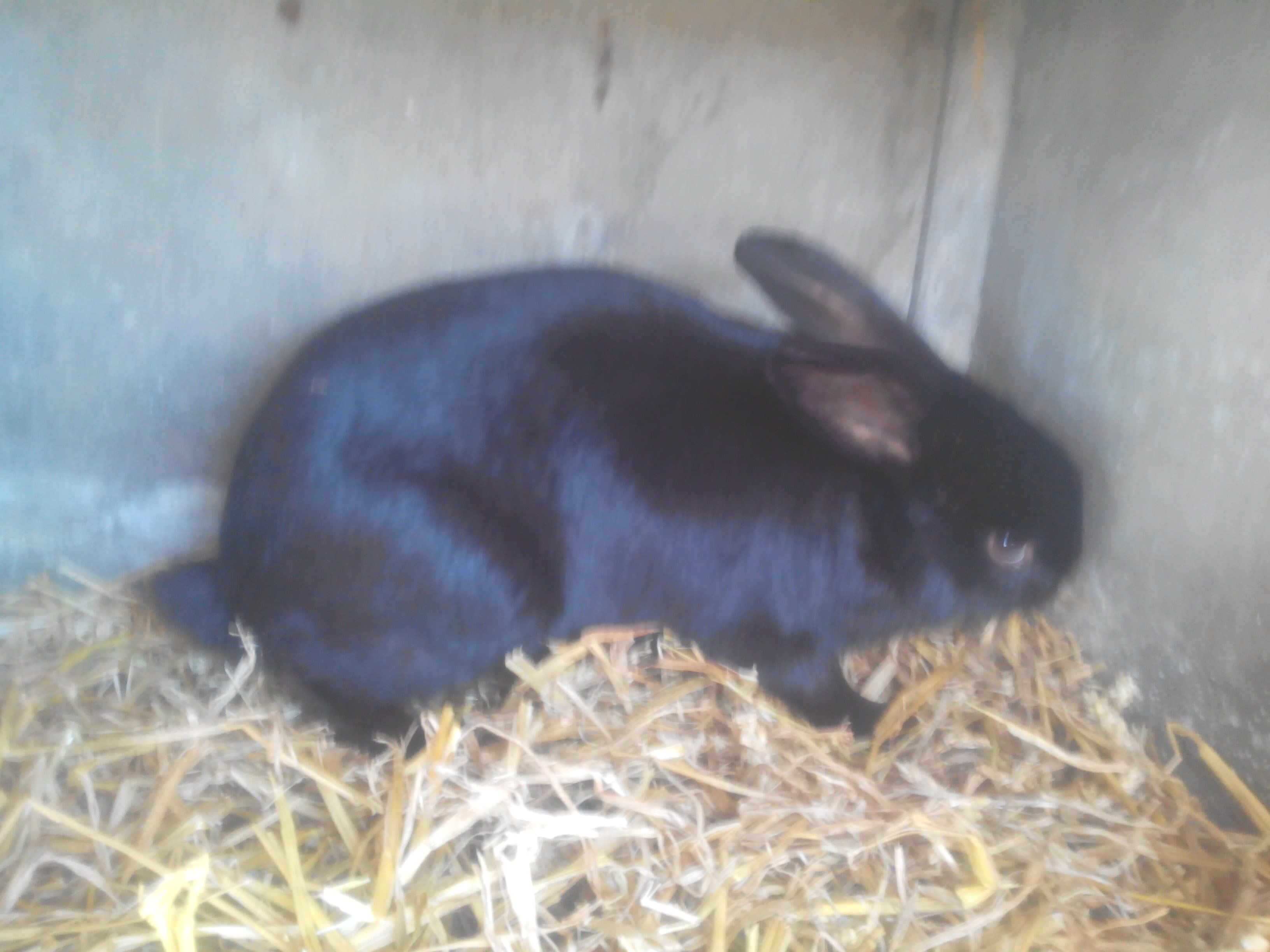 Un lapin dans un espace restreint, avec de la paille comme litière.
