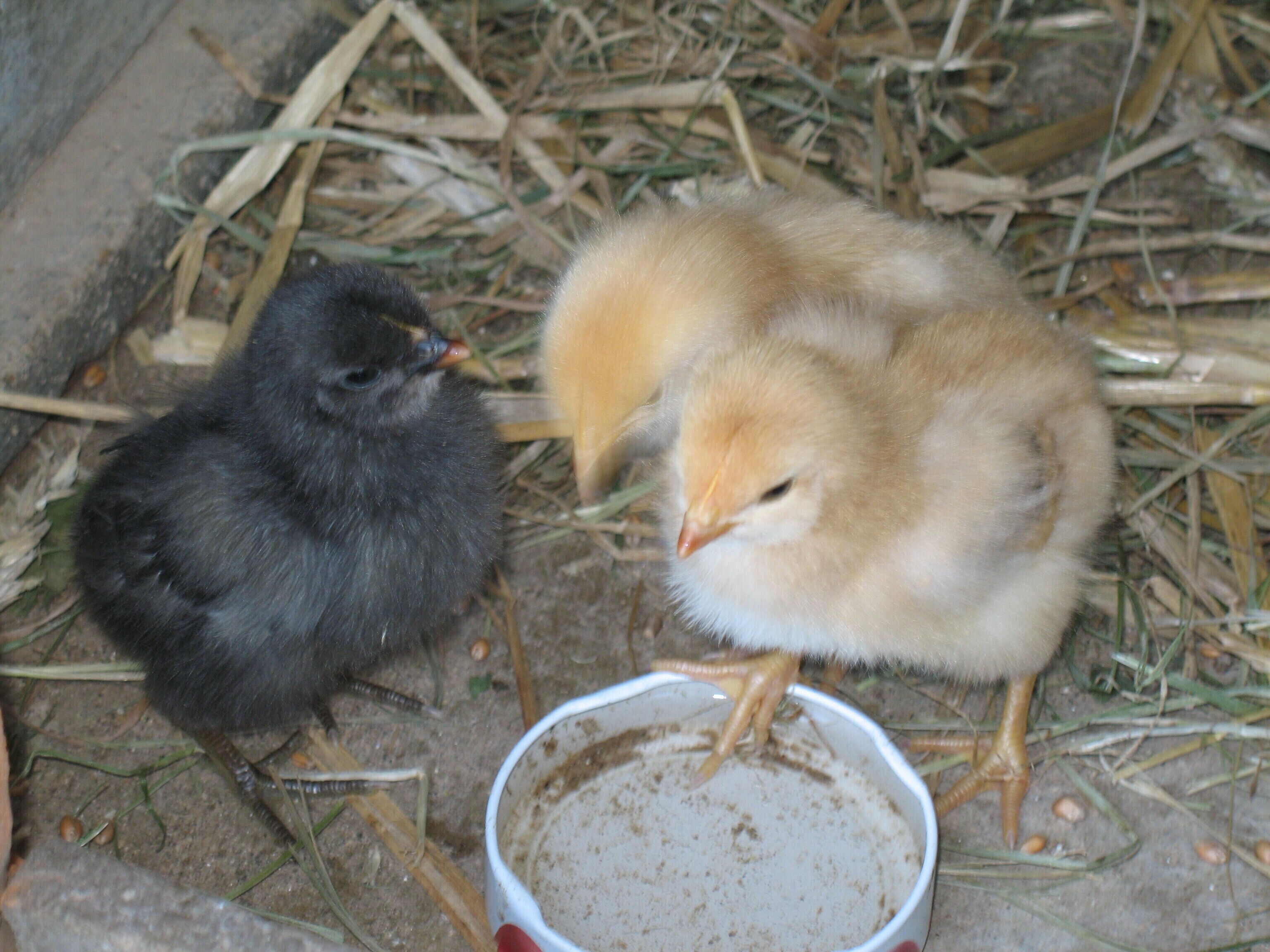 Two chicks, one black and one yellow, near a dirty white bowl on the ground.