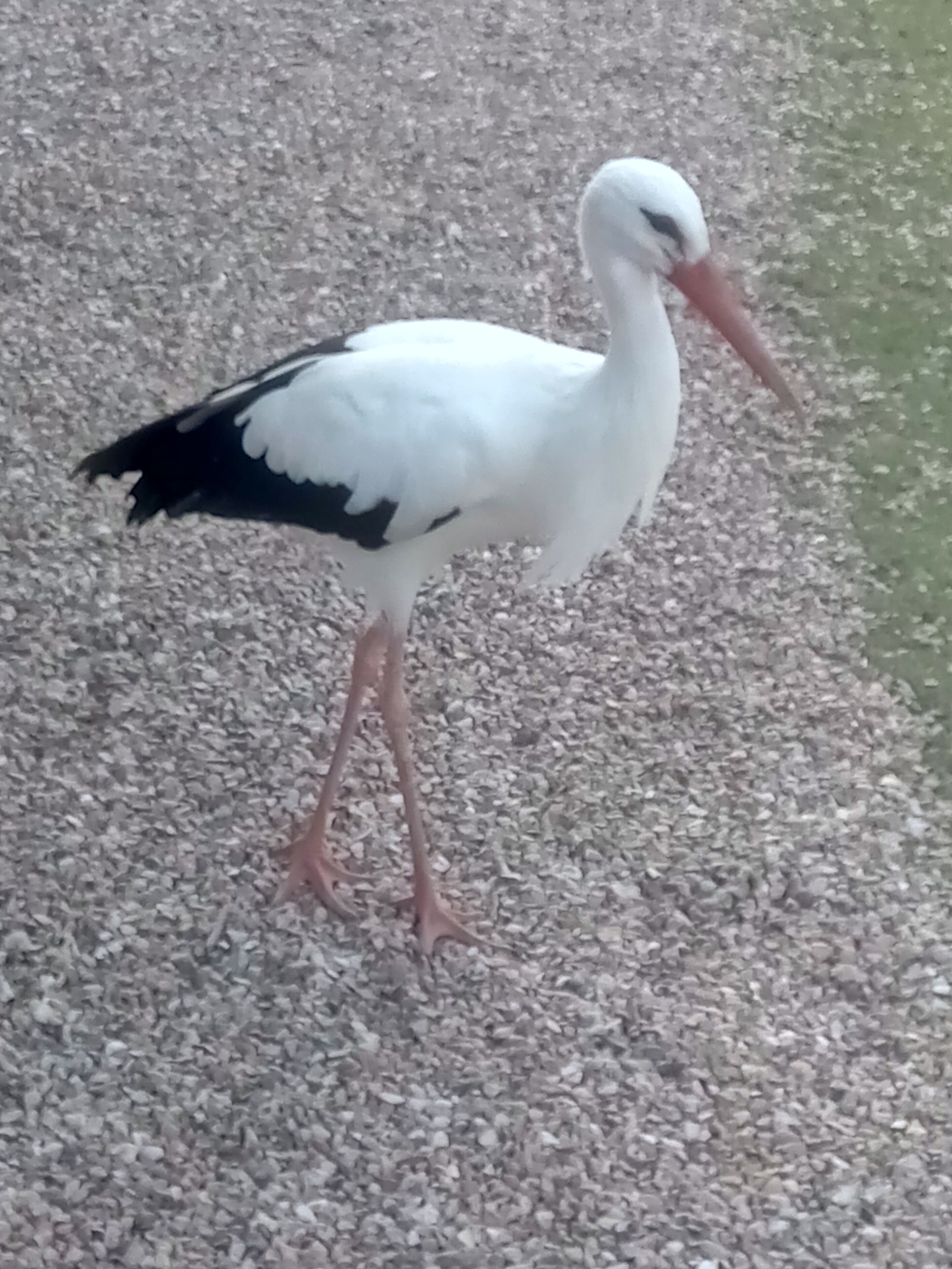 A stork standing on a gravel surface.