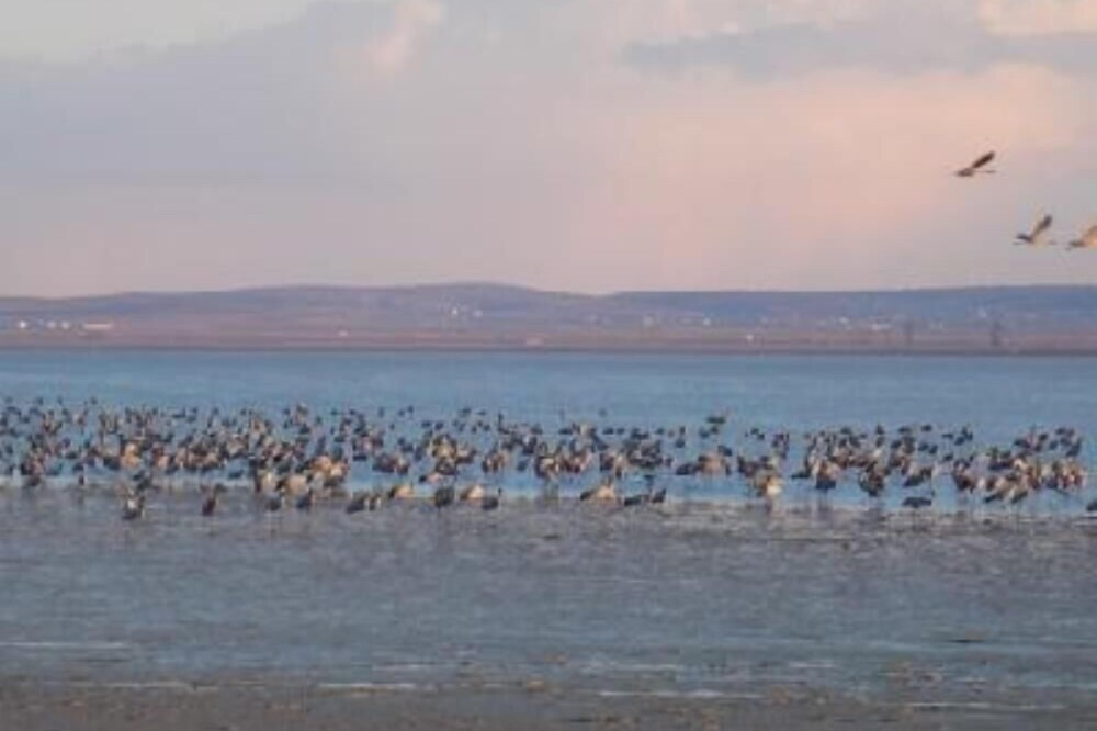 Gite with garden Gallocanta Nature Reserve.