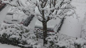 A snow-covered tree in front of a building.