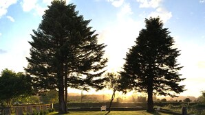 A grassy area with two large trees and a bench.