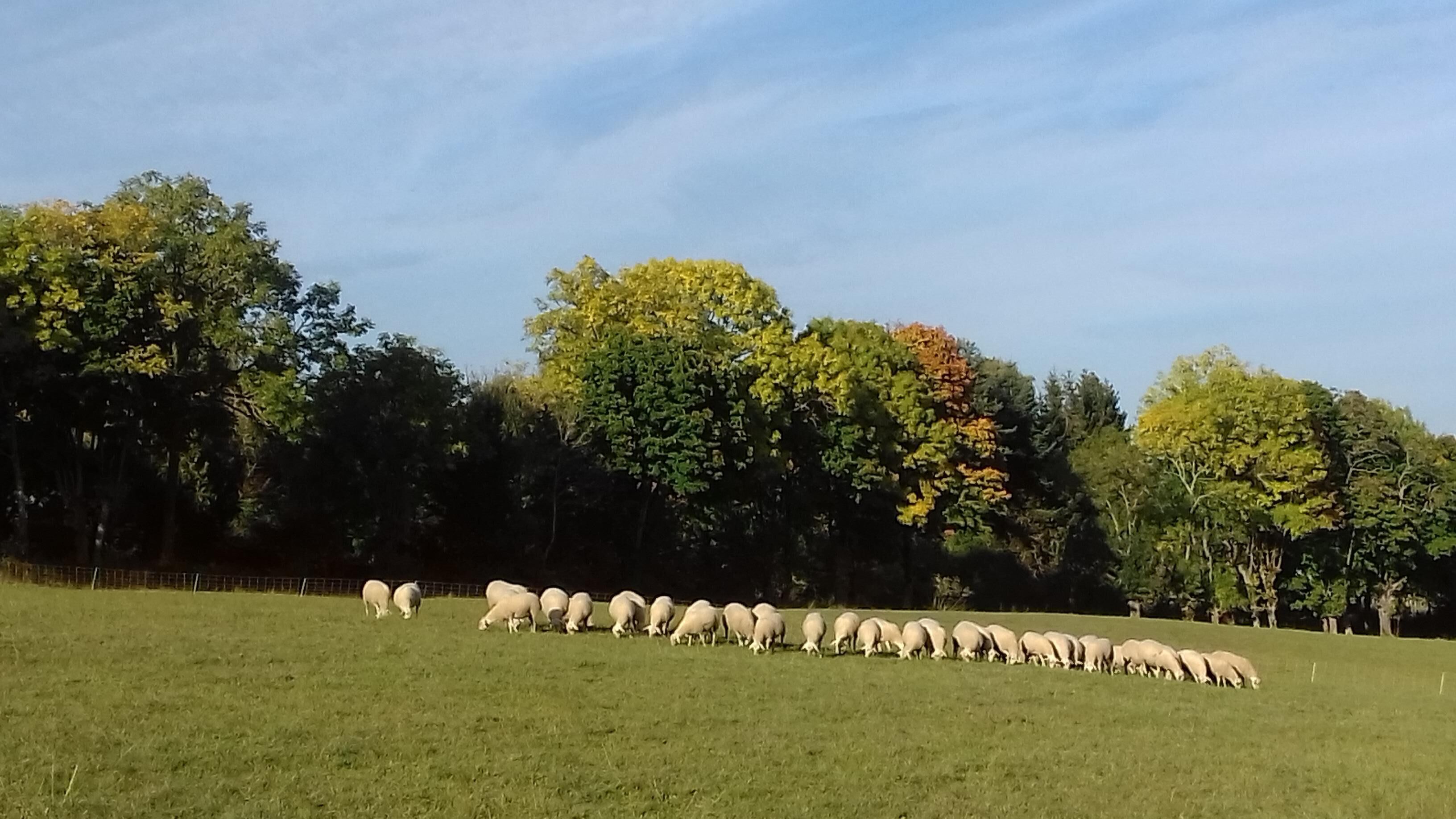 Eine Wiese mit einer Schafherde beim Grasen.