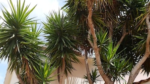 A garden with tall palm trees and a white building in the background. - House / Villa - Coma-ruga (Coma-Ruga)