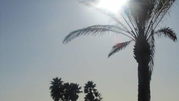 A beach with palm trees and a clear sky. - House / Villa - Coma-ruga (Coma-Ruga)