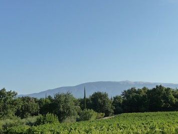 Entre vigne et oliviers