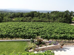 Un vignoble avec des rangées de vignes, un sentier en pierre et une zone herbeuse.