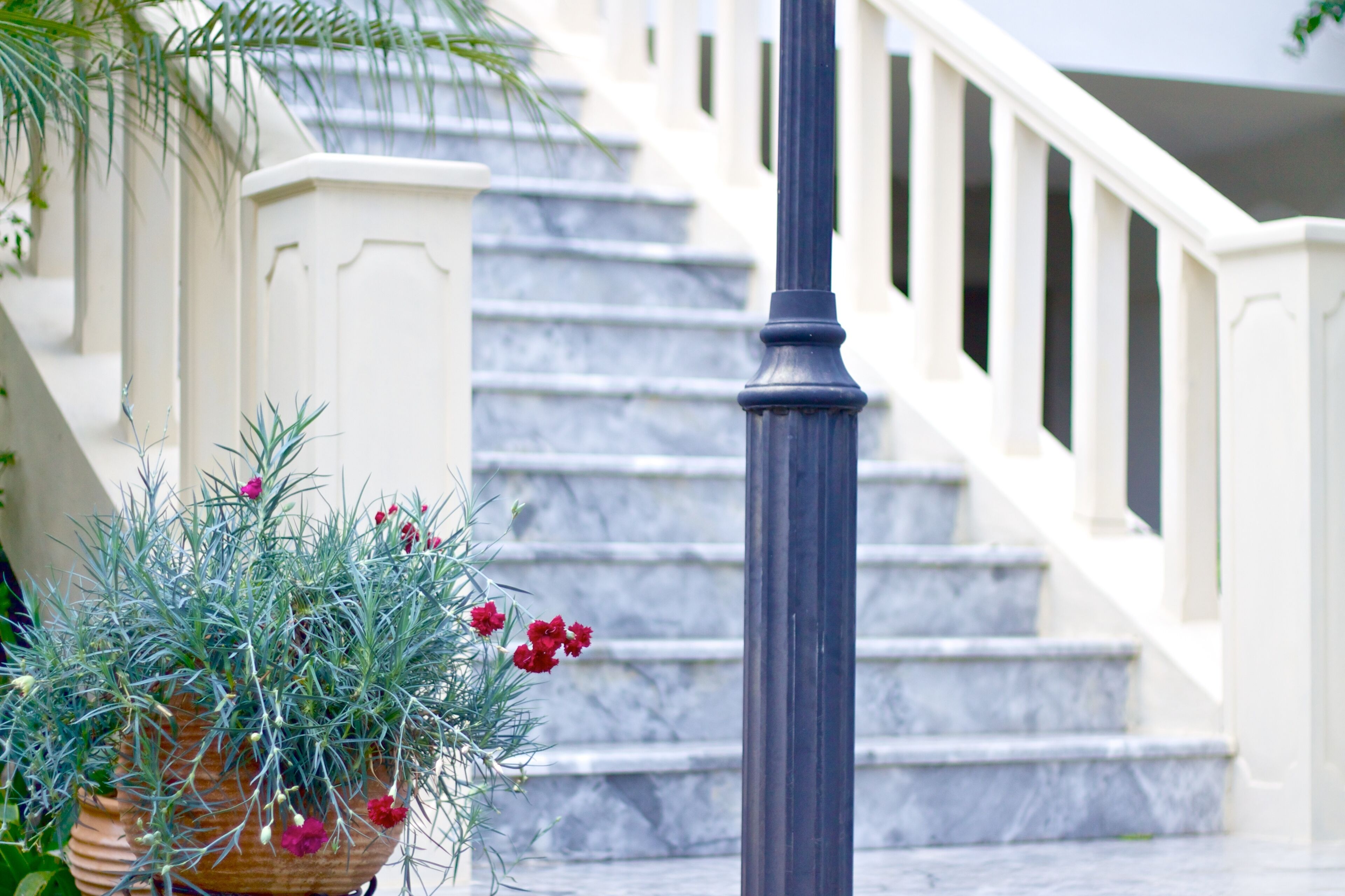 A staircase with white railings and a potted plant with green foliage and red flowers at the base.