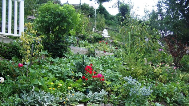 A lush garden with various plants and flowers, a wooden bench, and a white fence. - Vacation house BLACK & WHITE (Bromberg)