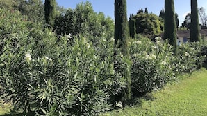 Un jardin avec de grands arbres élancés et une végétation arbustive dense.