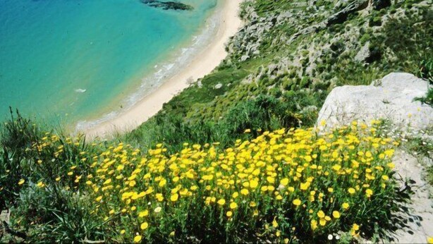 Un paysage côtier avec une plage de sable, des eaux turquoise et limpides, et un promontoire rocheux parsemé de fleurs jaunes.
