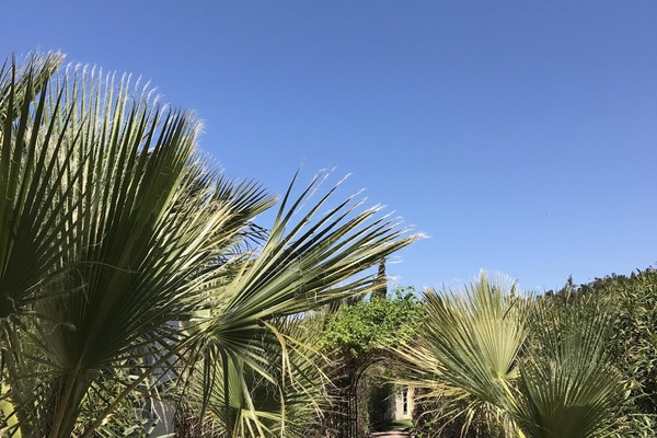 L'entrée avec l'allée de palmier, ambiance tropicale