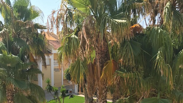 A landscaped garden with palm trees and a well-maintained lawn. - Hillside / sea giant pool Alicante-Torrevieja-La Mata (Torrevieja)
