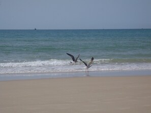 Beach nearby, sun-loungers, beach towels