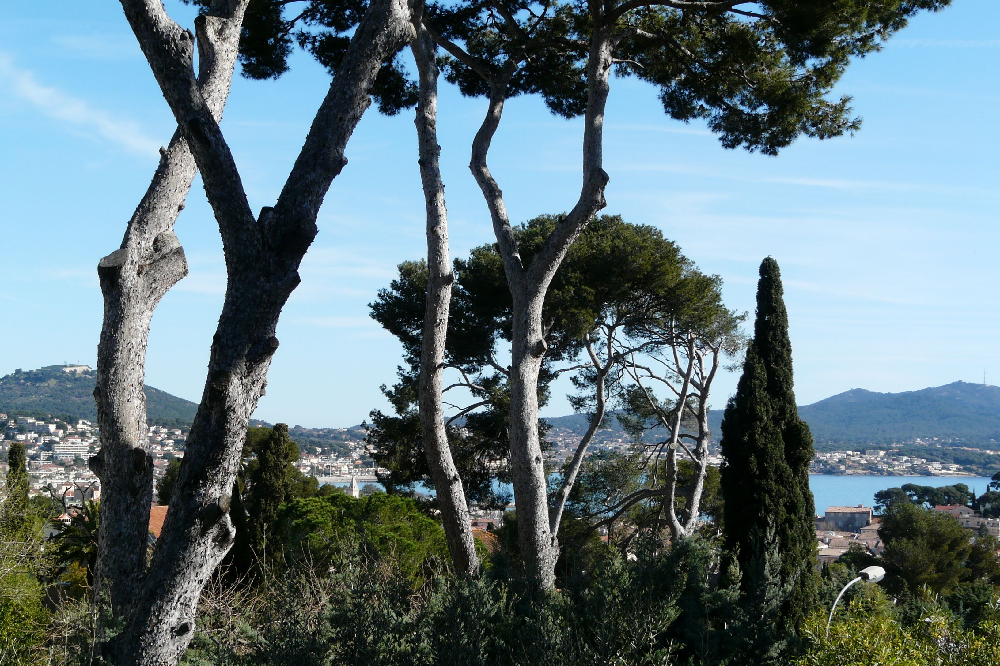 A coastal landscape with tall trees and a view of a town across the water.
