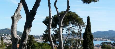 A coastal landscape with tall trees and a view of a town across the water.